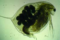 Daphnia Magna
