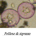 polline cipresso