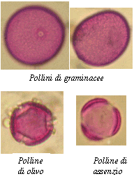 pollini graminace