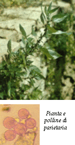 pollini parietaria
