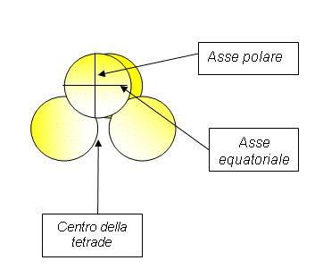 raffigurazione struttura pollini