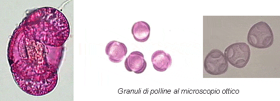 granuli di polvere