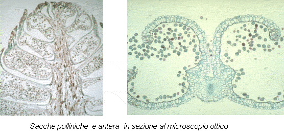 sacche polliniche e antera