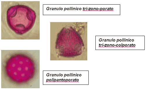 granuli pollini 3