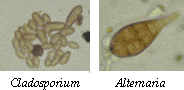 spore funghi
