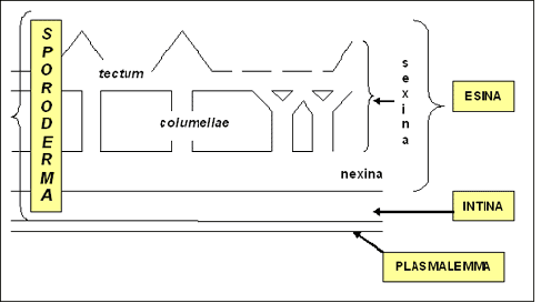 sistema polline